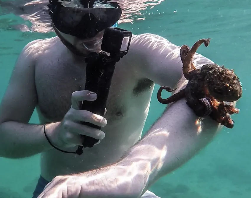 While snorkeling in Taormina and Isola Bella, visitors can often spot octopuses.
