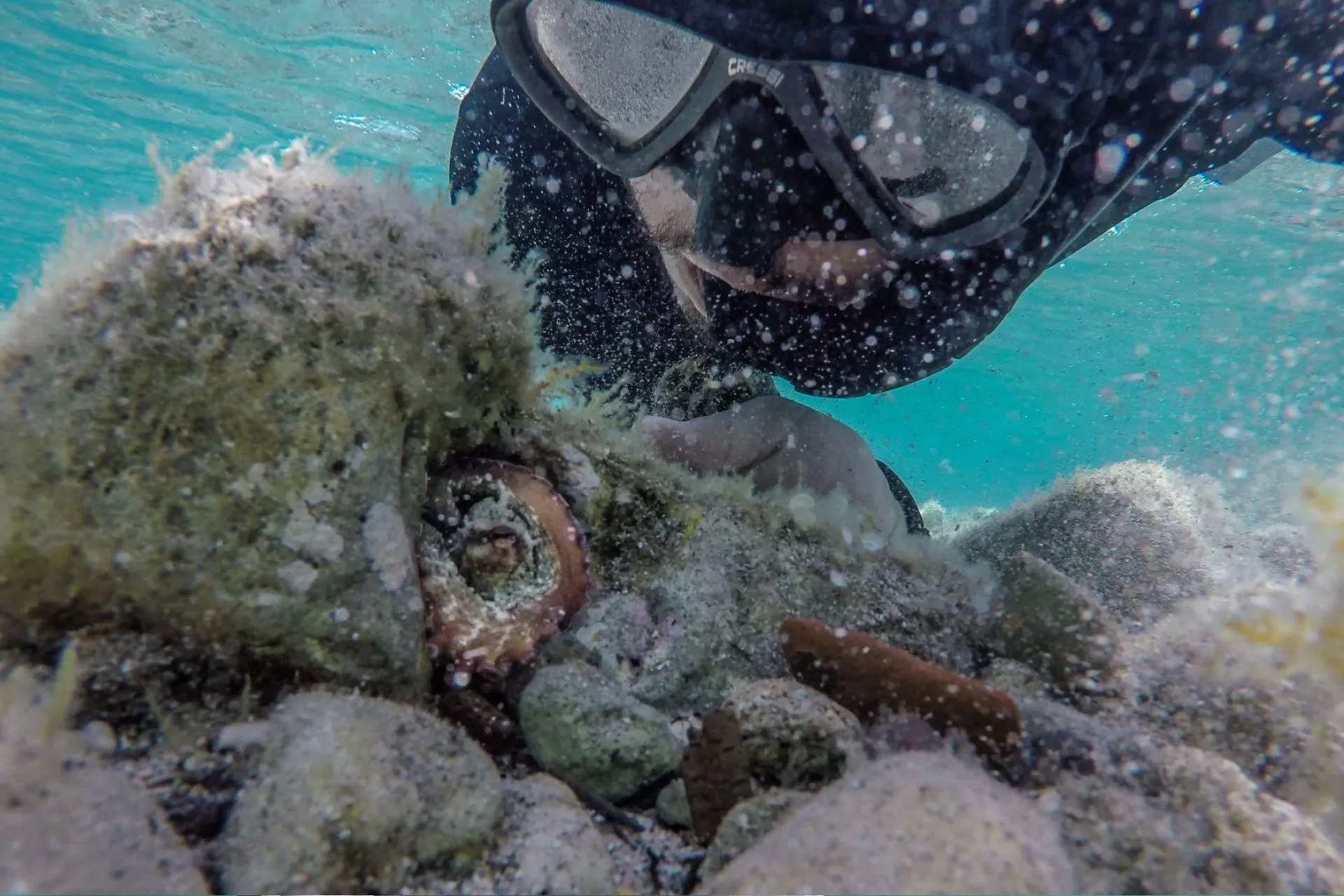 Snorkeling Marzamemi with a local expert