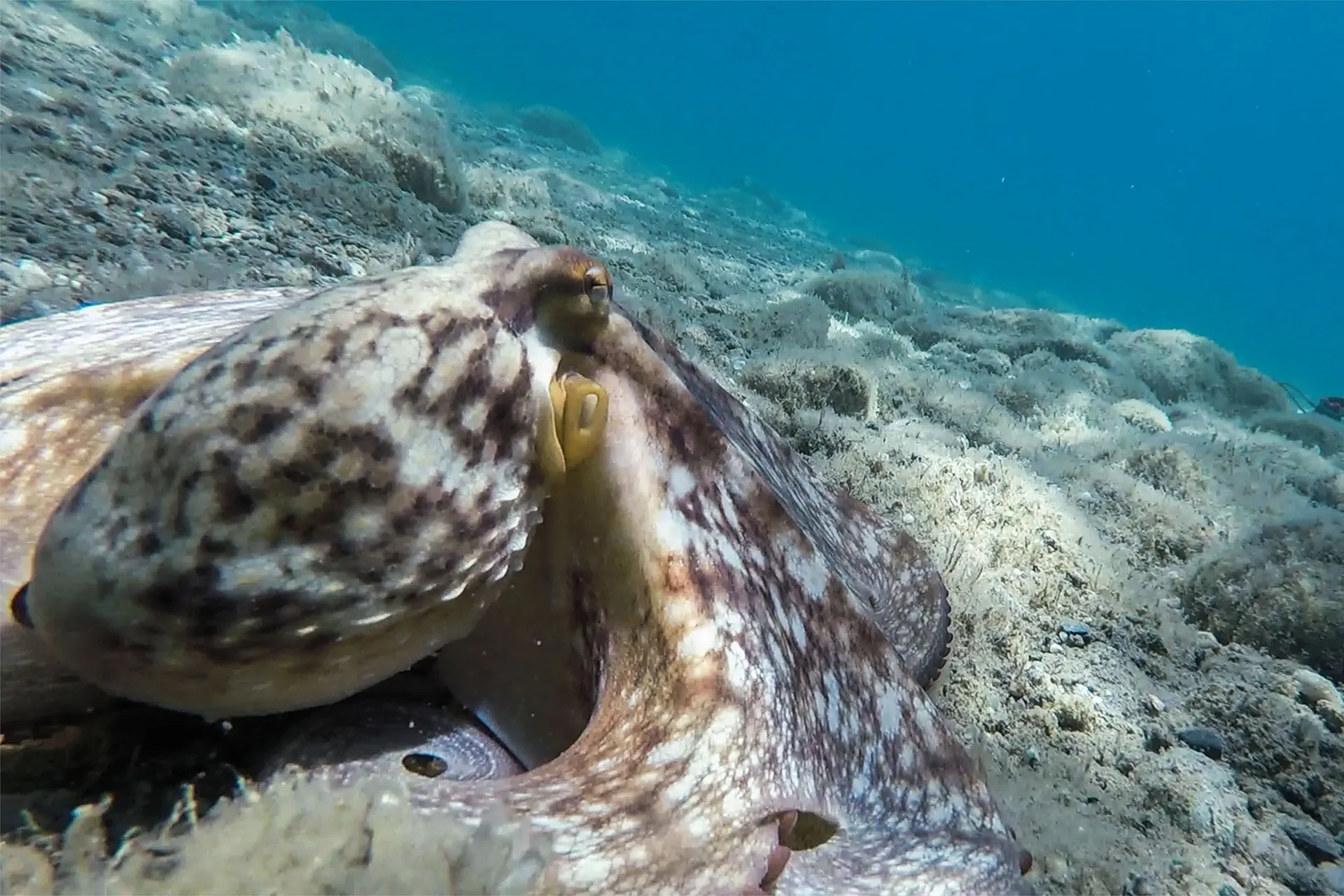 Our snorkeling tour in Catania and Aci Trezza is an immersion right where Etna’s ancient volcanic stone meets the Mediterranean sea.