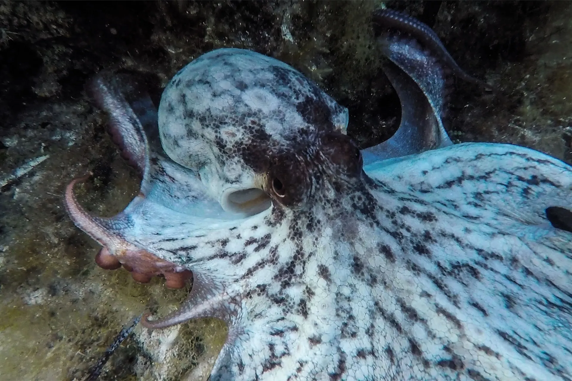 Enjoy a truly immersive experience while snorkeling in Taormina. Join our diving tour around Isola Bella and Taormina's coast!