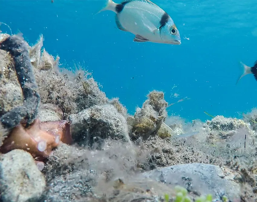 Snorkeling in Taormina and Isola Bella while on a private boat tour