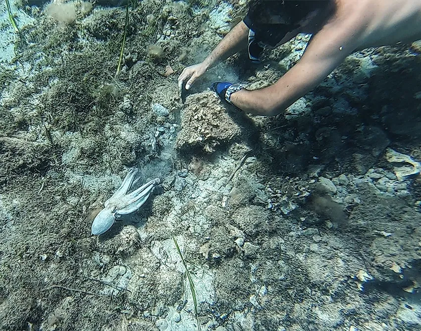 Snorkeling Sicily and octopus experience