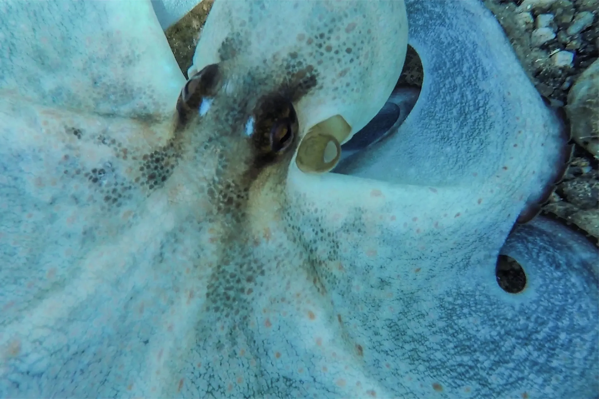 While a snorkeling tour in Syracuse and Ortigia is a convenient classic, the true, untouched magic lies south, towards Marzamemi.